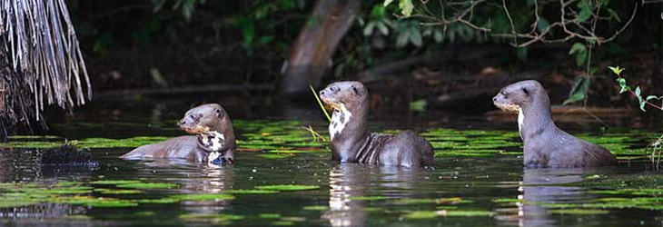 Giant others, Madre de Dios Manu park
