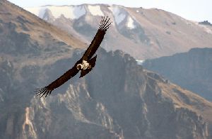 Colca Tradicional