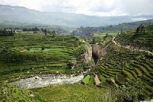 Colca Resplendor